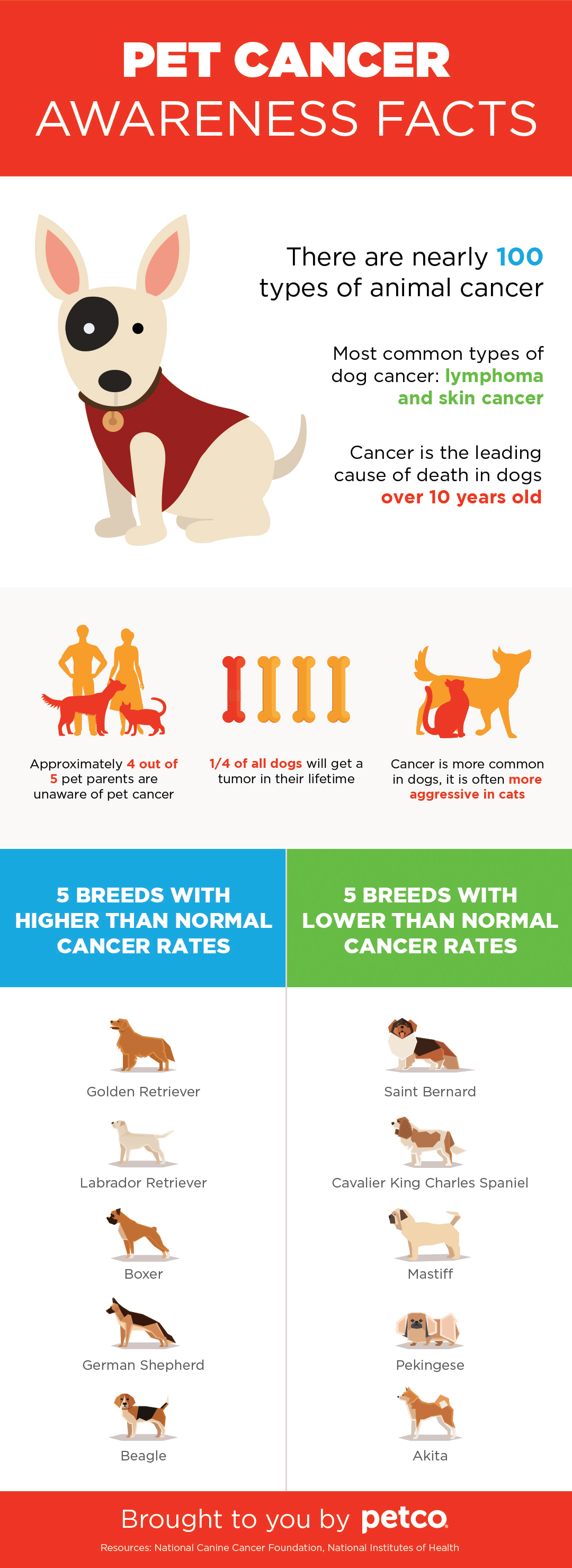 pet cancer awareness facts infographic